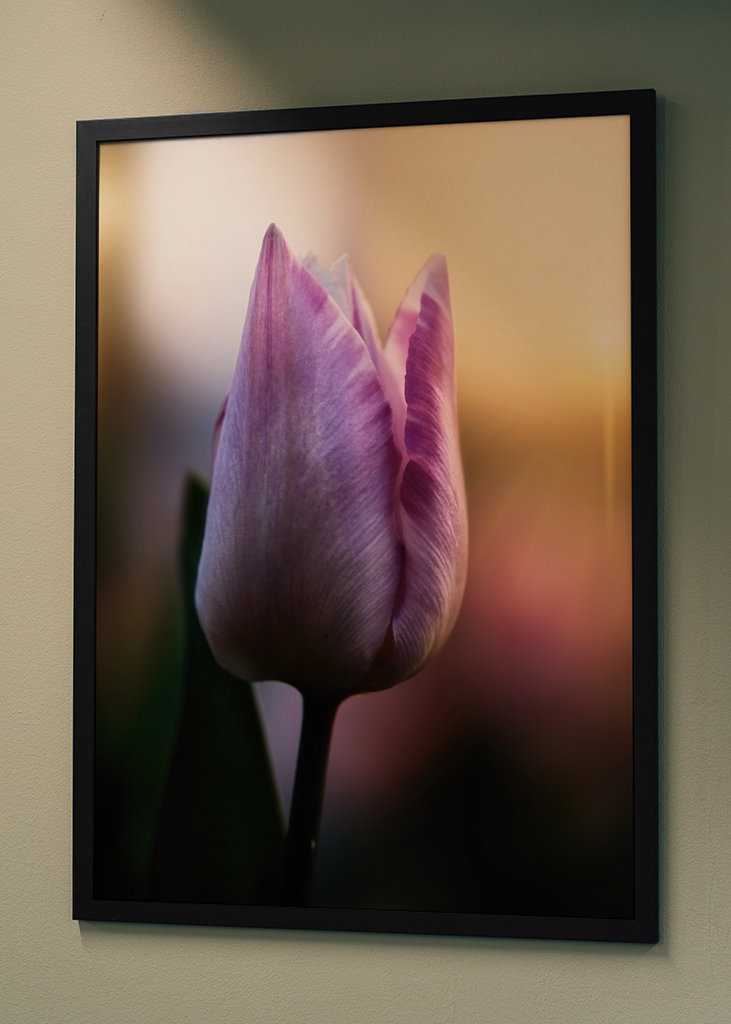 Tulipán ve večerním světle