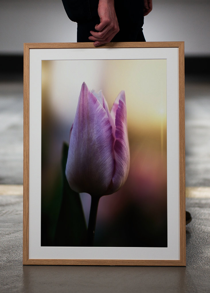 Tulipán ve večerním světle