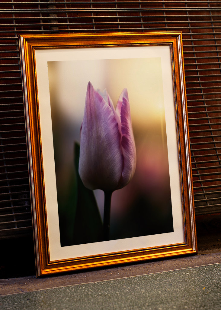 Tulipán ve večerním světle