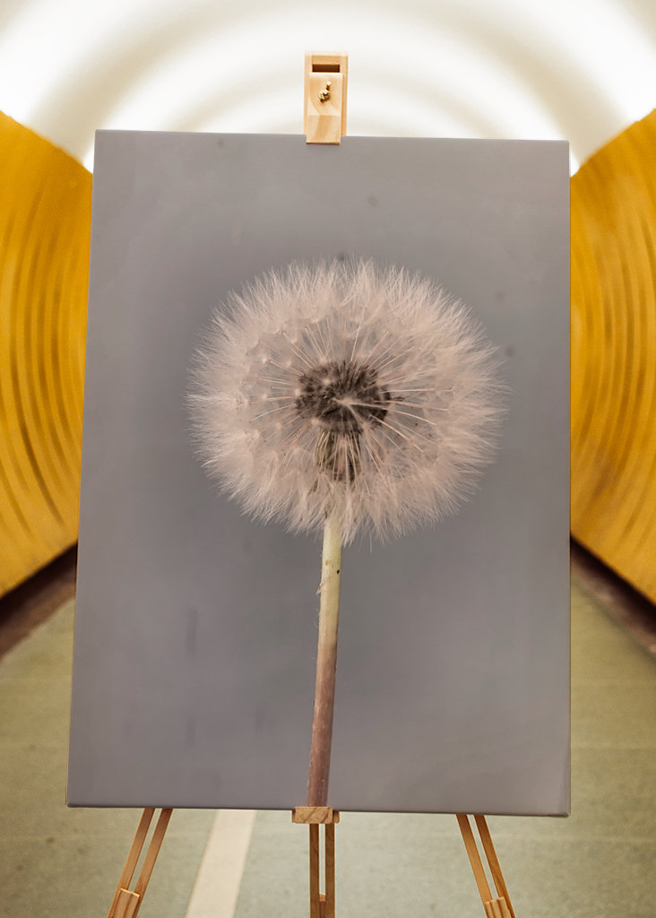 Dandelion