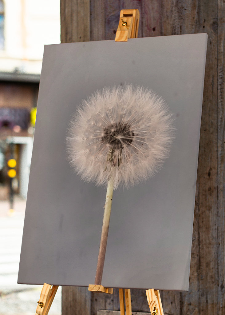 Dandelion