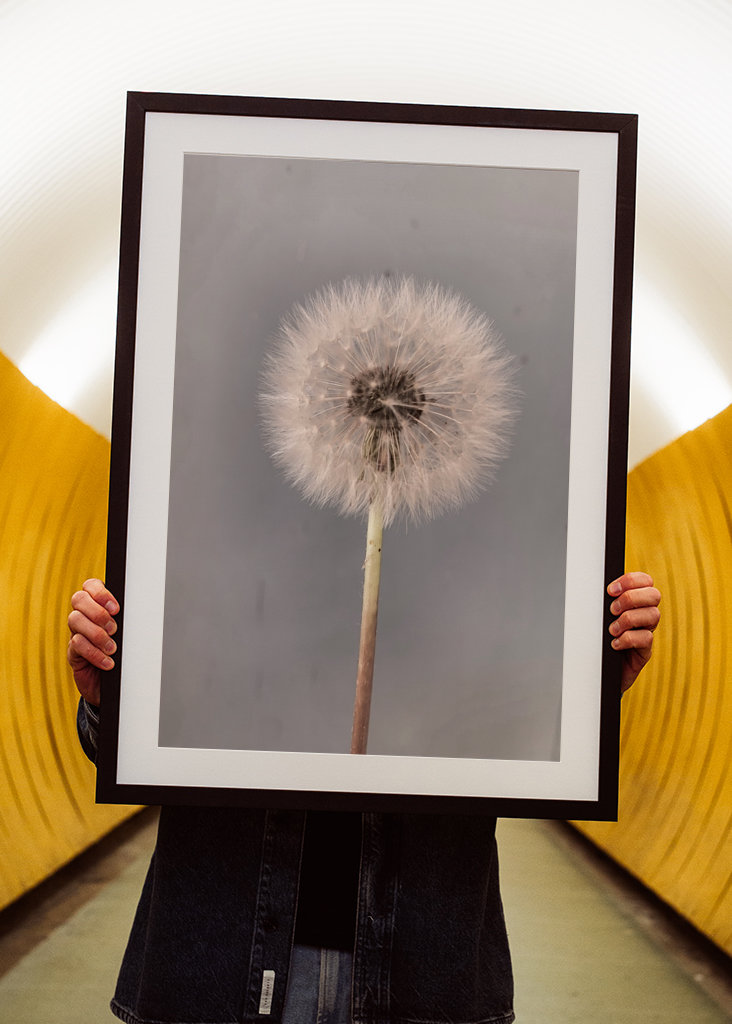 Dandelion