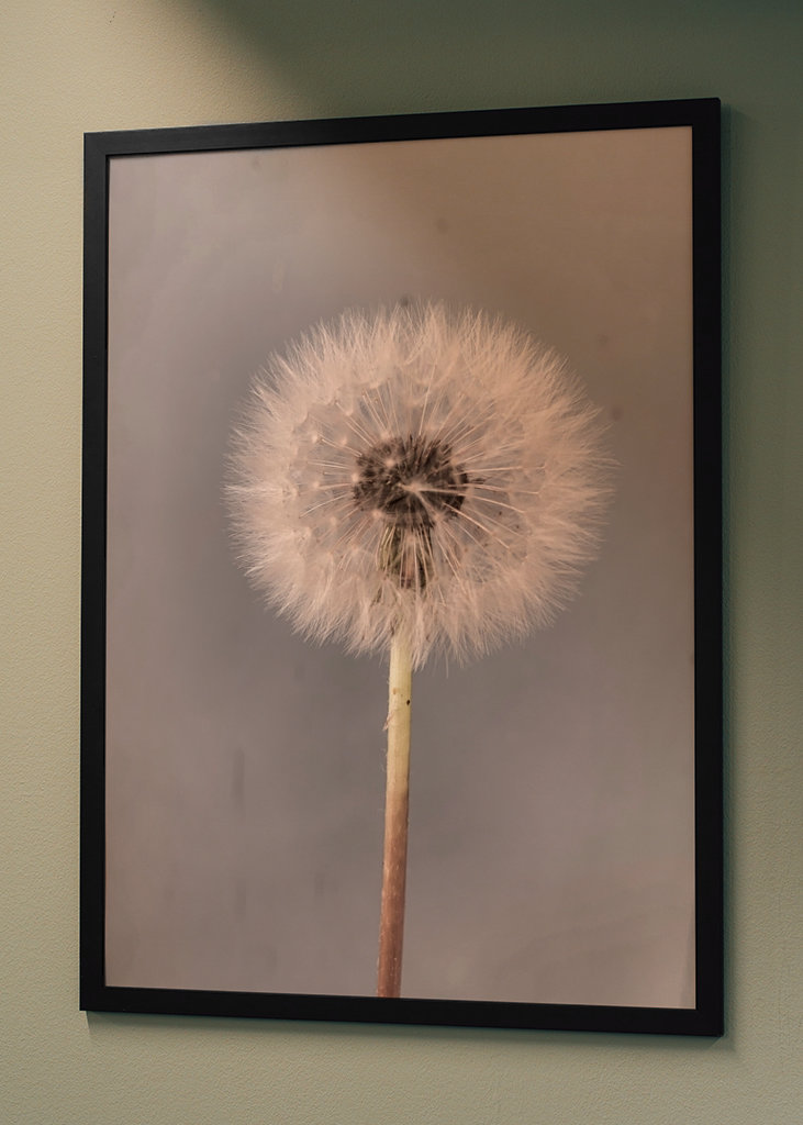 Dandelion