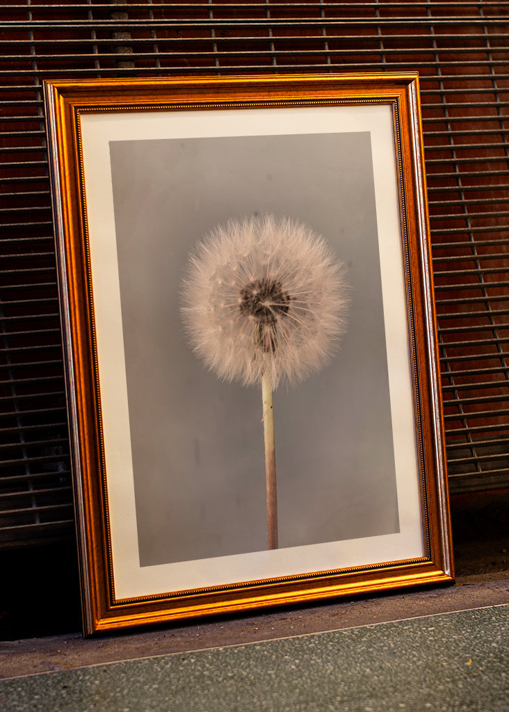 Dandelion
