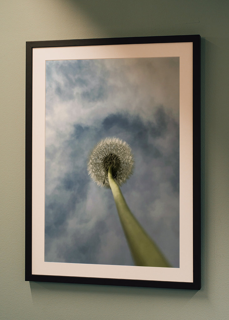 Dandelion palm