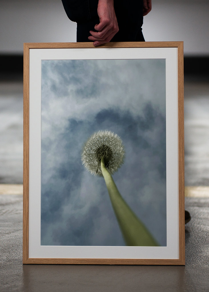 Dandelion palm
