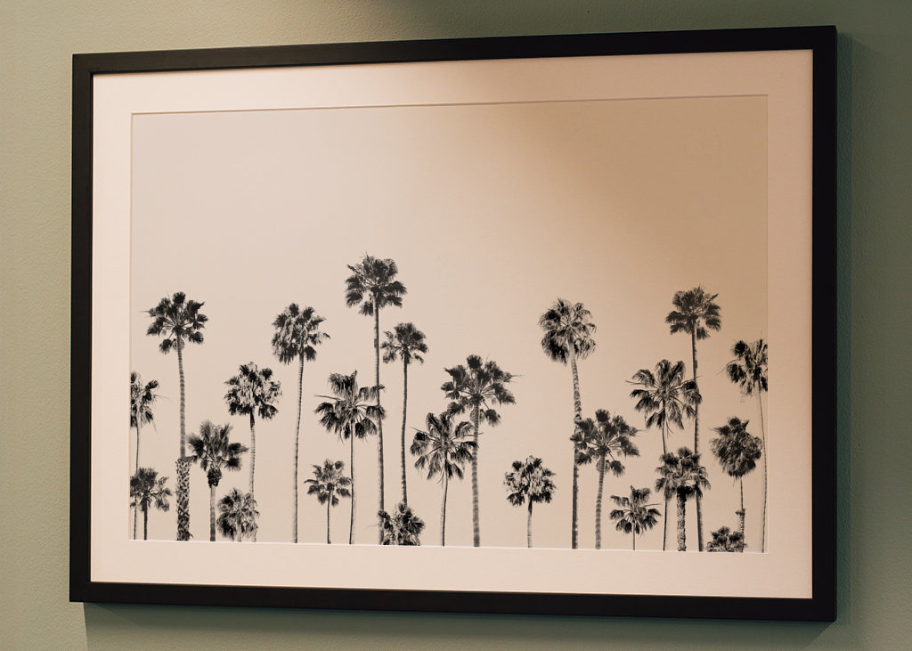 Palmas en blanco y negro 2