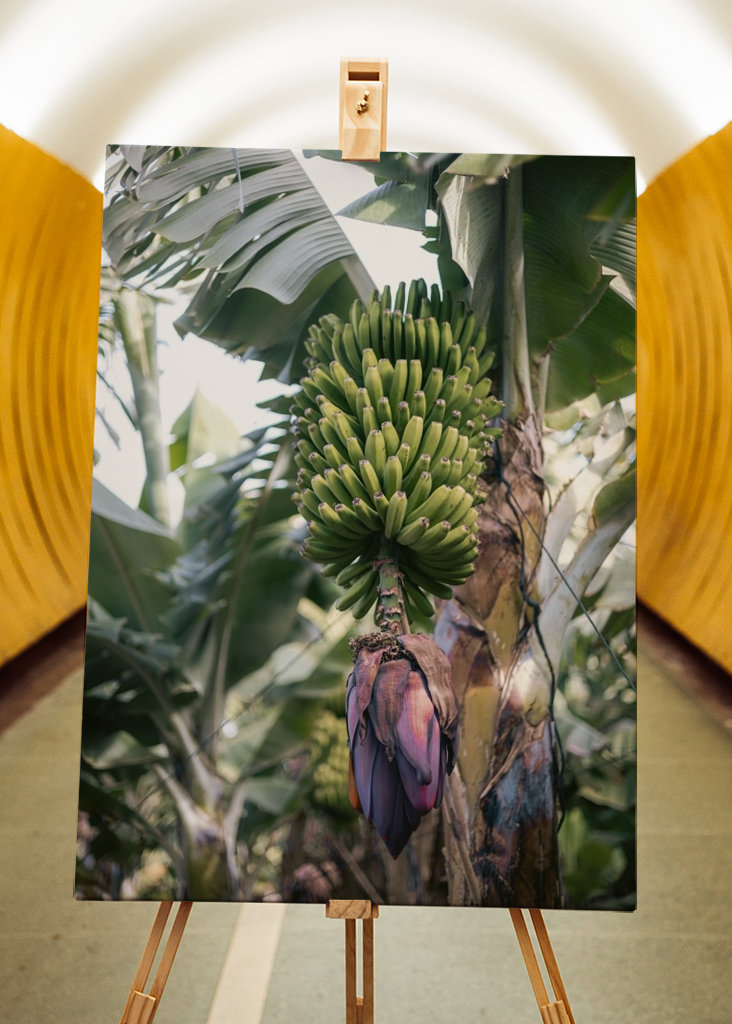 Tropická banánovník Španělsko