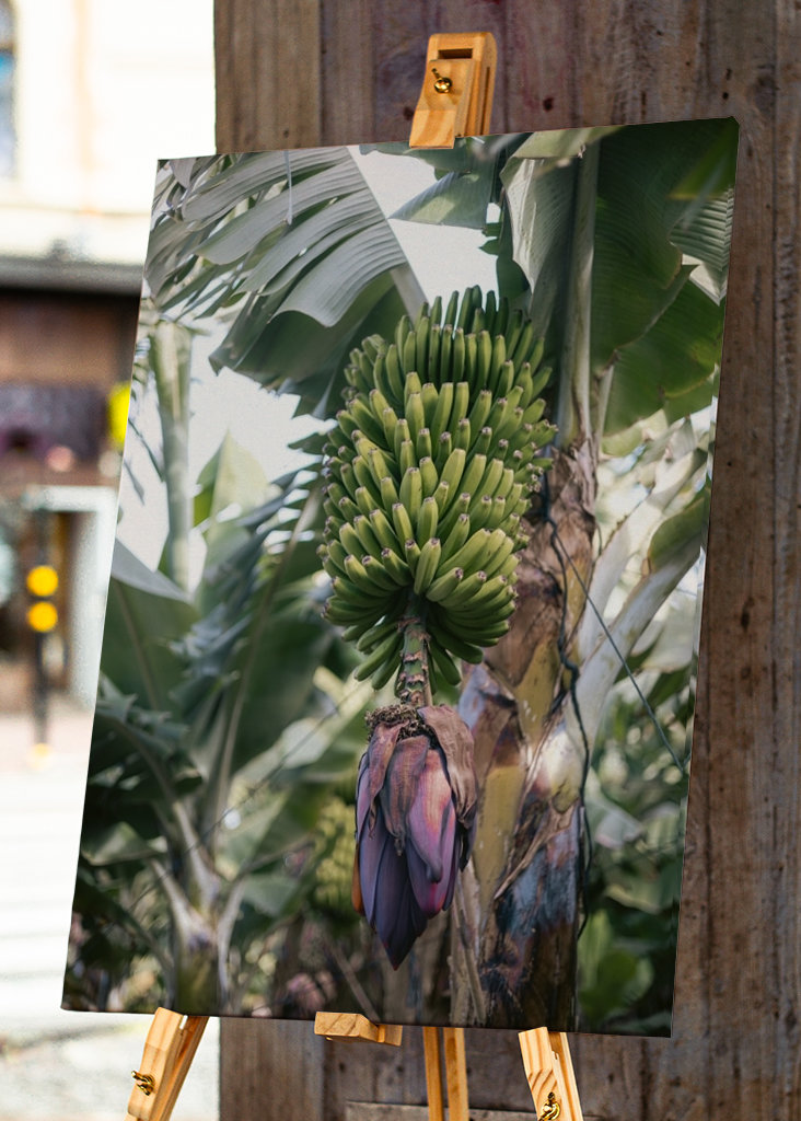 Tropická banánovník Španělsko