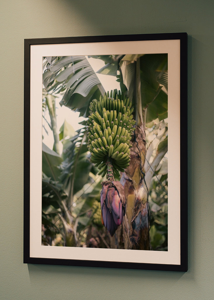 Tropická banánovník Španělsko