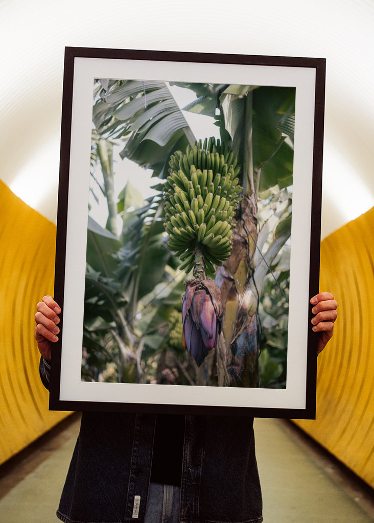 Tropická banánovník Španělsko