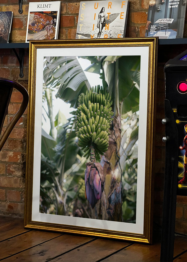 Tropická banánovník Španělsko