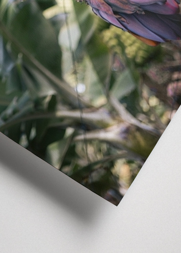 Tropická banánovník Španělsko