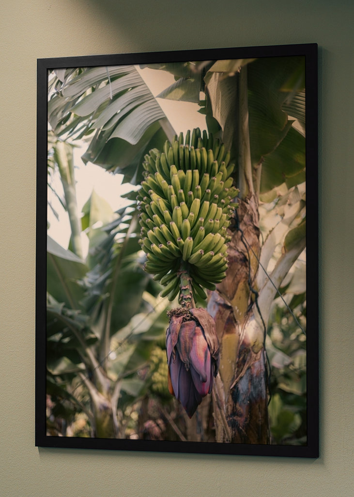 Tropická banánovník Španělsko