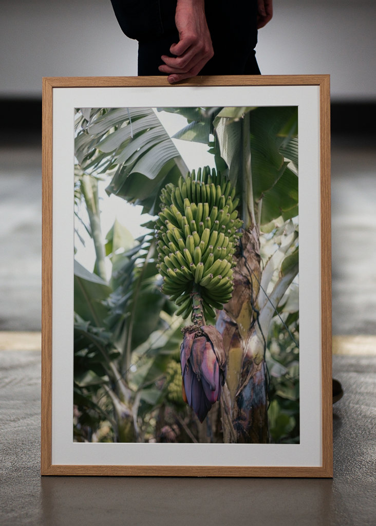 Tropická banánovník Španělsko