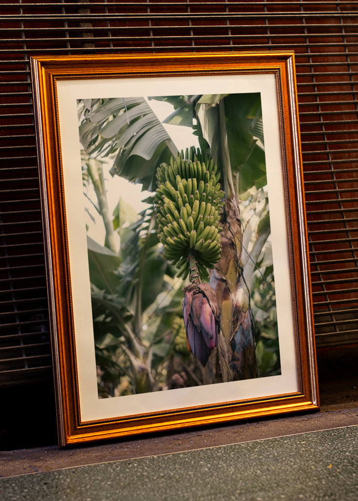 Tropická banánovník Španělsko