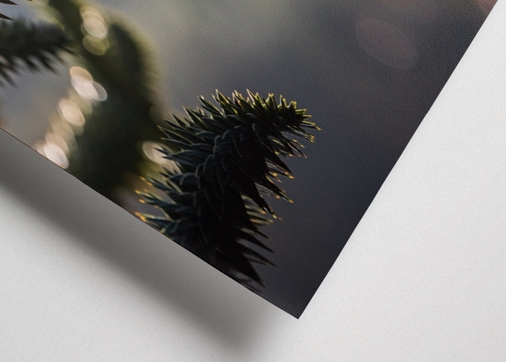 Araucária Araucanã