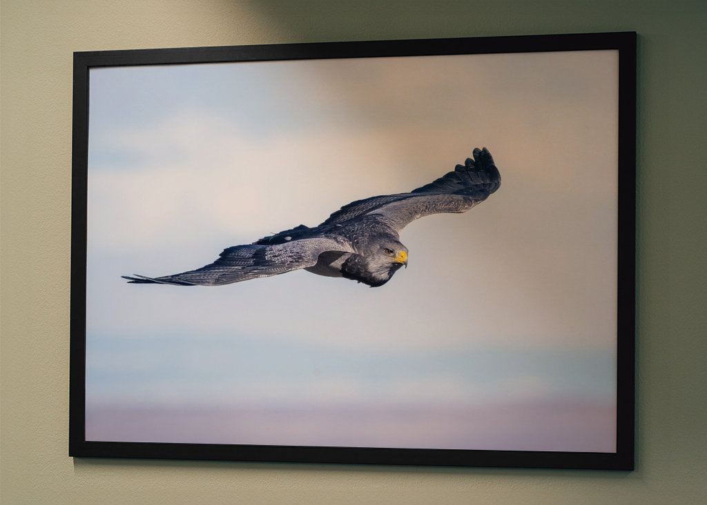 Black-Chested Buzzard-Eagle