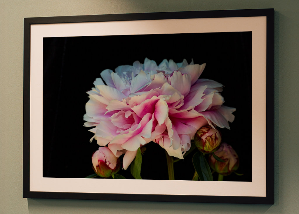 A peony in blooming 