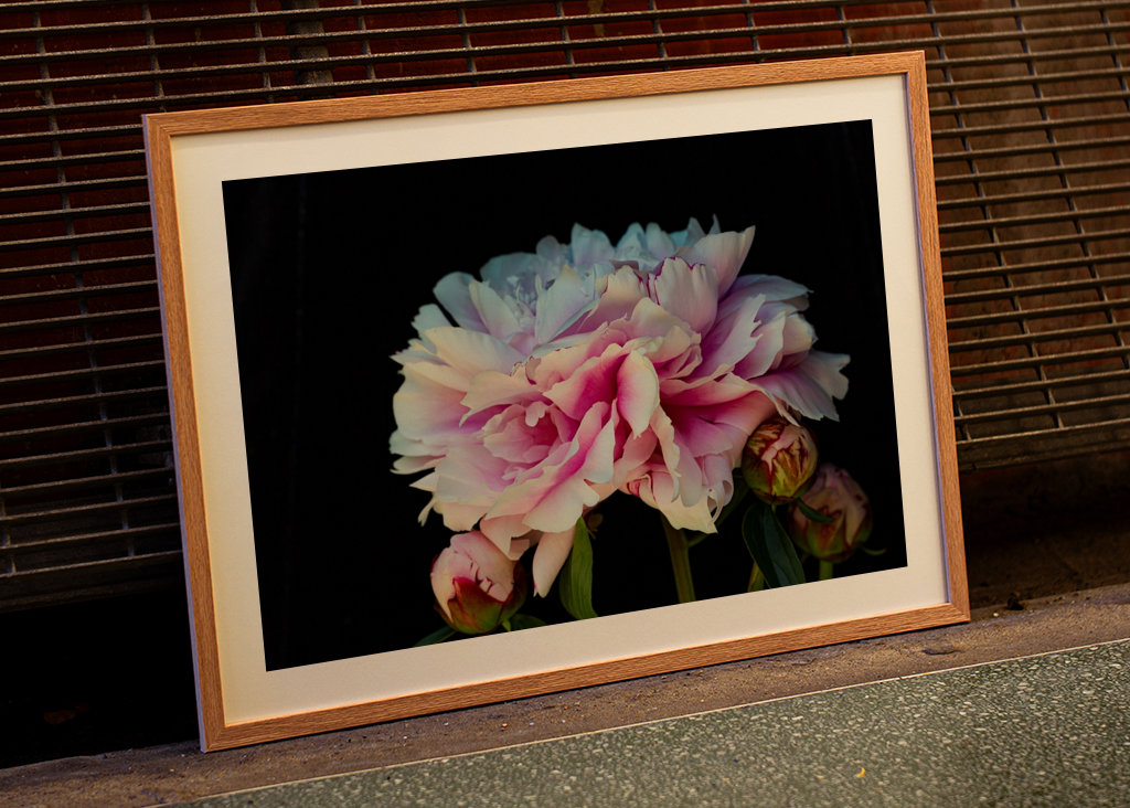 A peony in blooming 