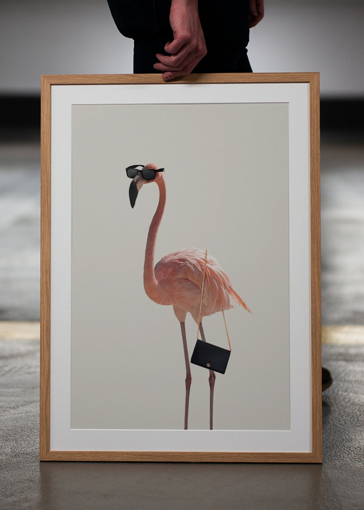 Filmová jemnost plameňáka