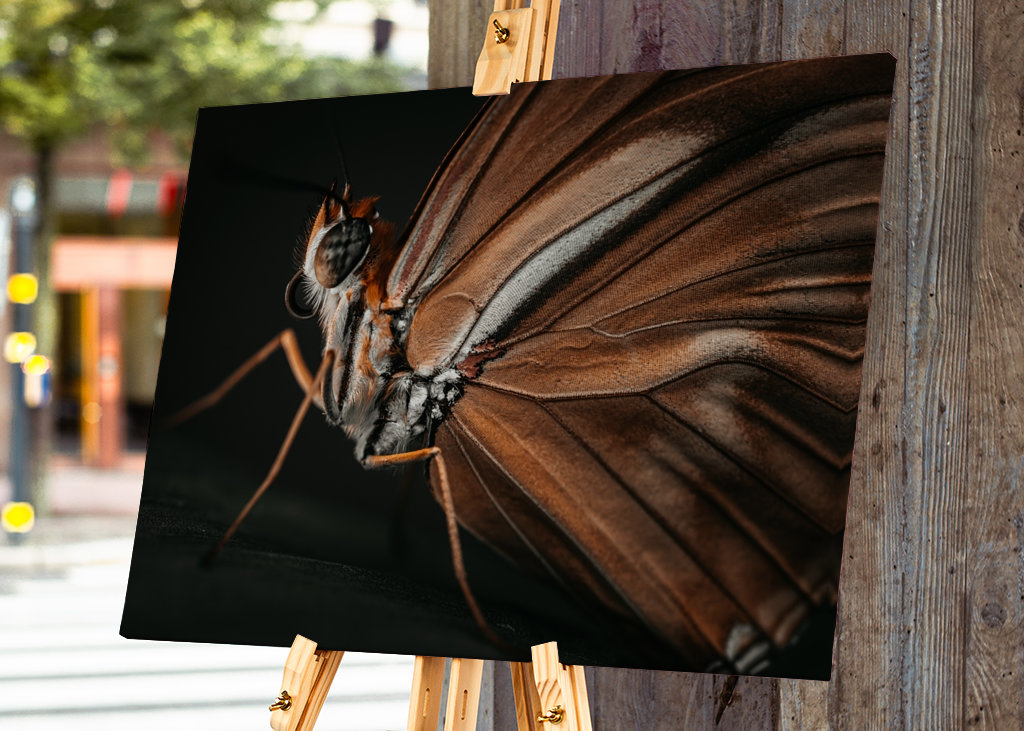 Golden Butterfly at sunset