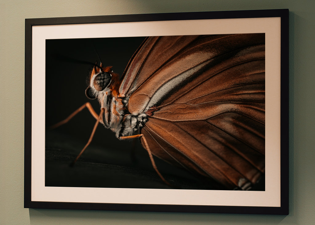 Golden Butterfly at sunset