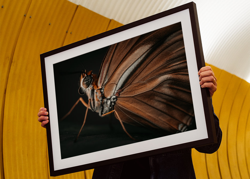 Golden Butterfly at sunset