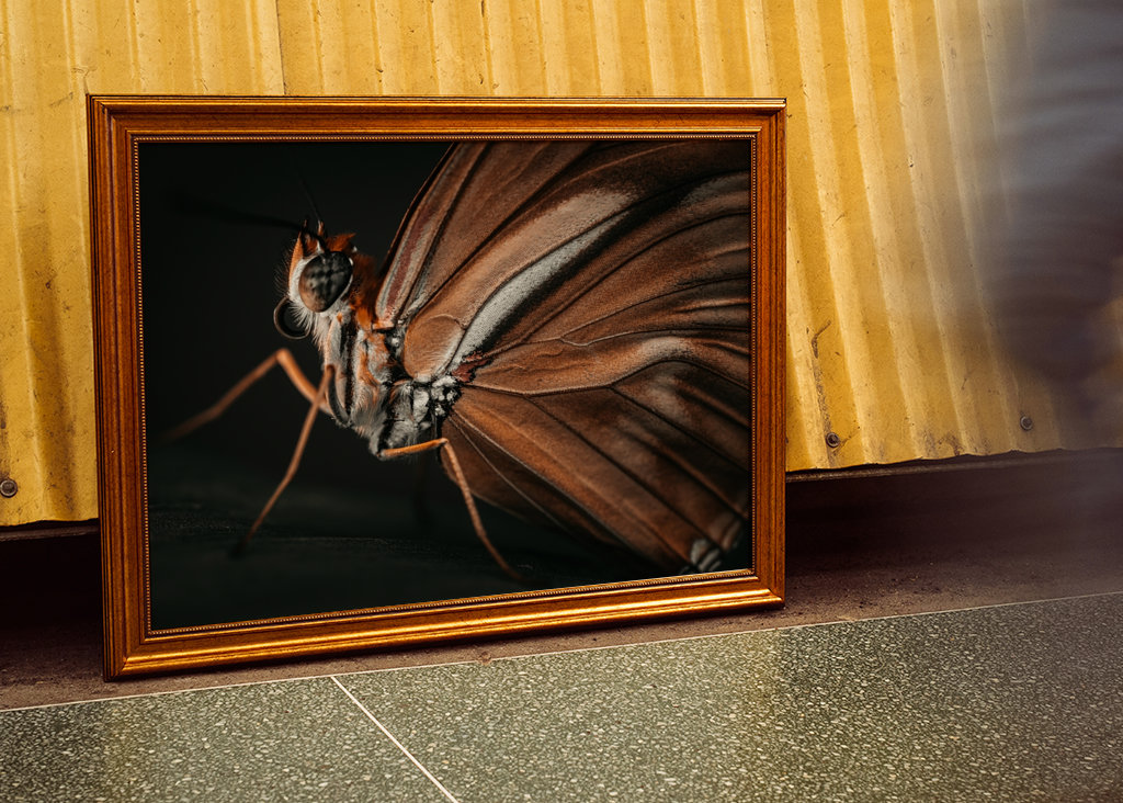 Golden Butterfly at sunset