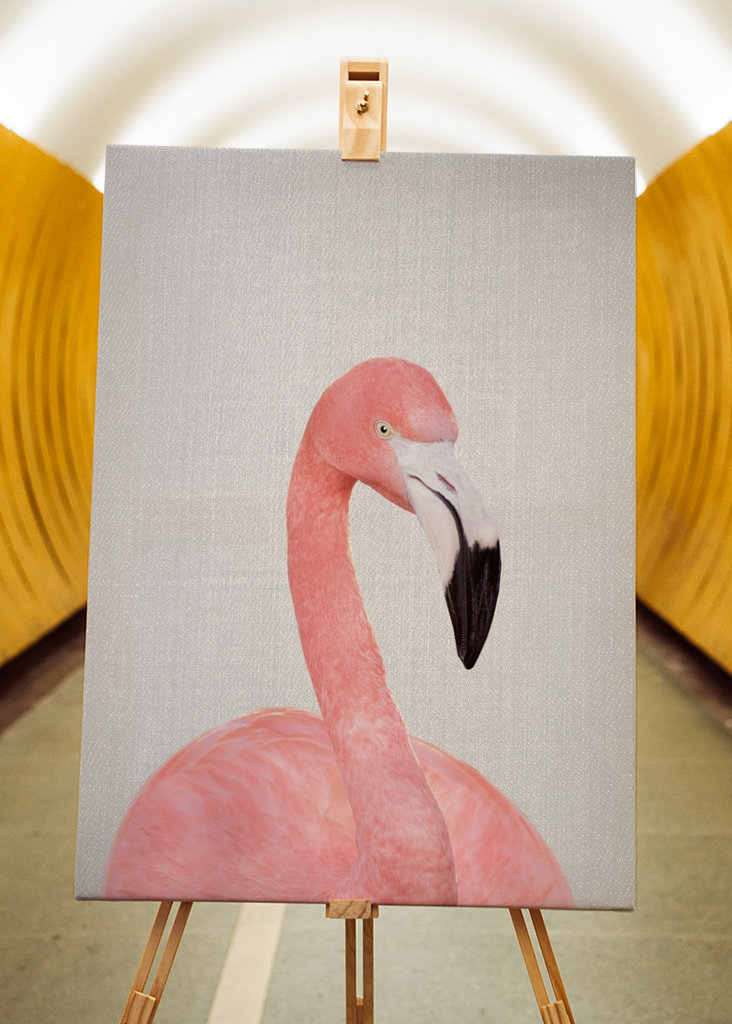 Flamingo