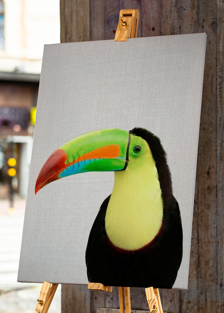 Toucan Bird