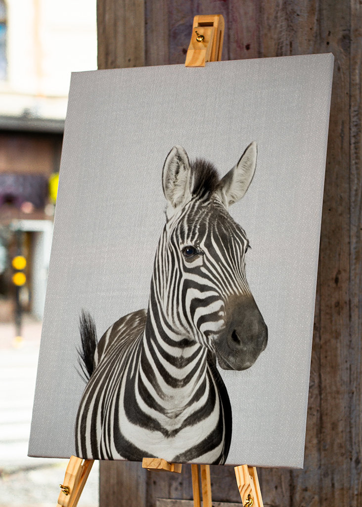 Zebra