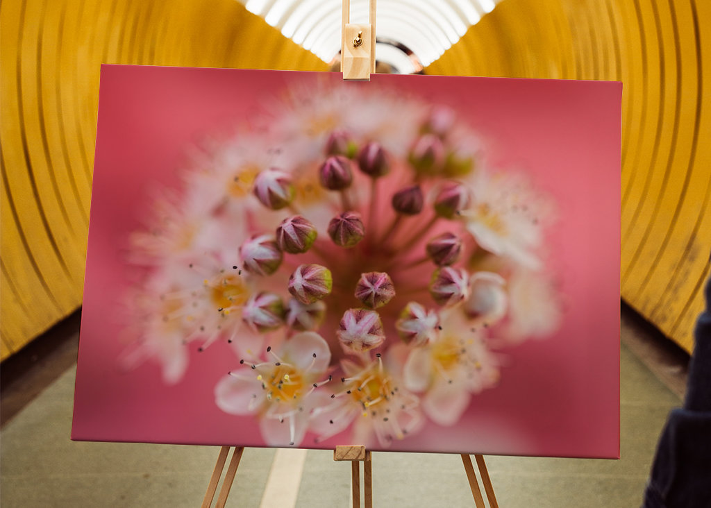 Un sogno rosa e viola