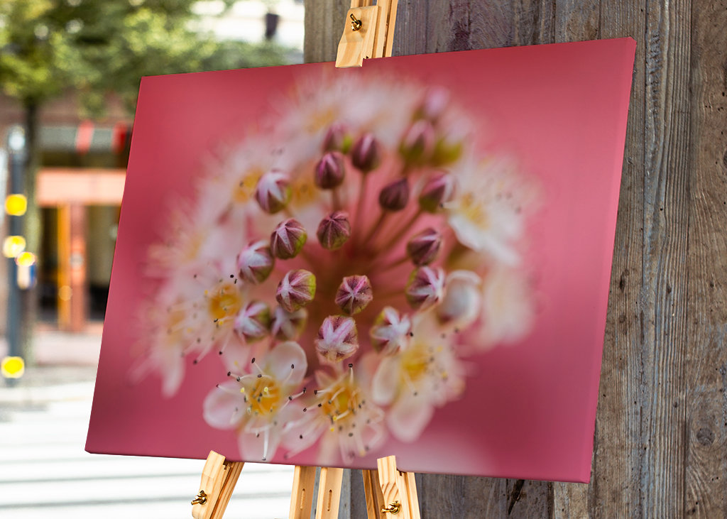 Un sogno rosa e viola