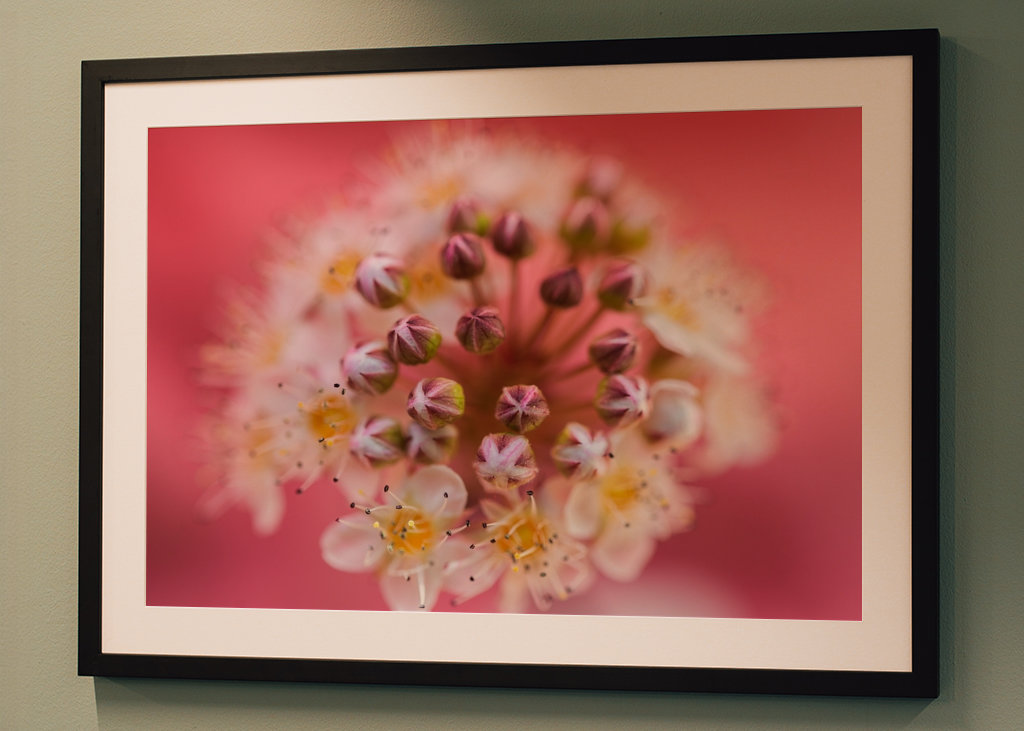 Un sogno rosa e viola