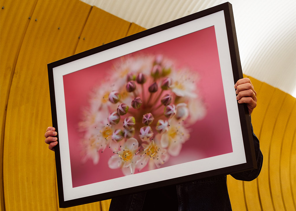 Un sogno rosa e viola