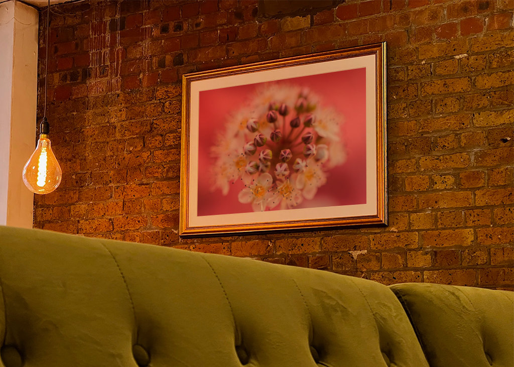 Un sogno rosa e viola