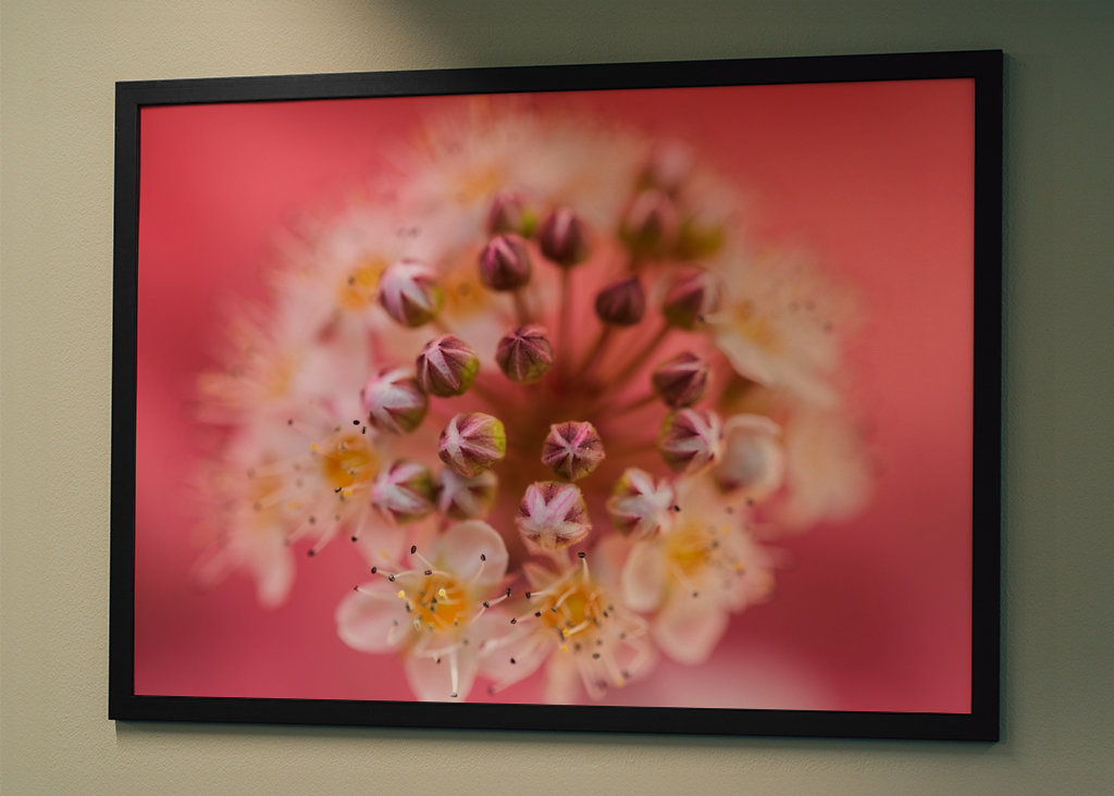 Un sogno rosa e viola