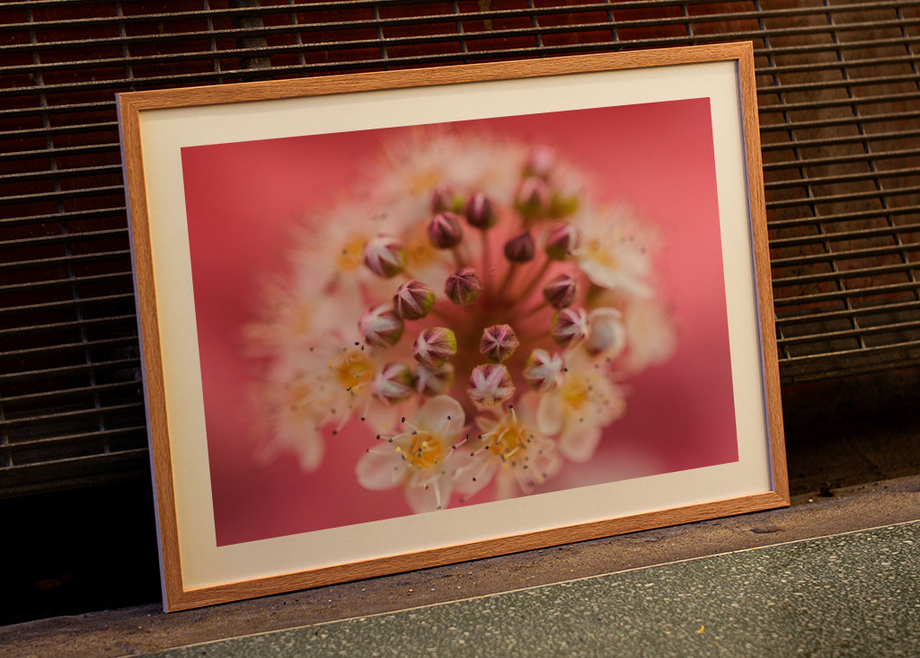 Un sogno rosa e viola