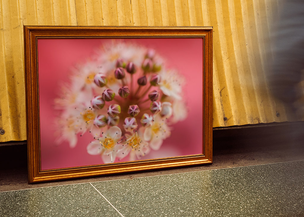 Un sogno rosa e viola