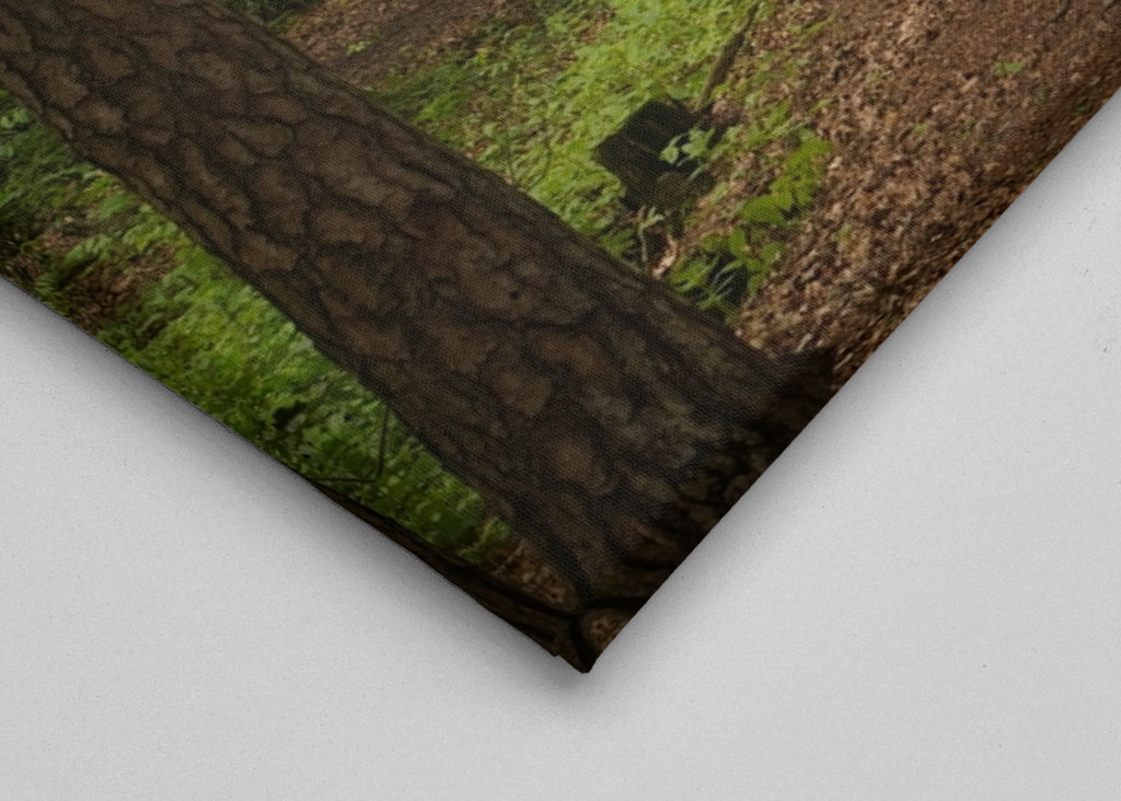 Sendero en un hermoso bosque