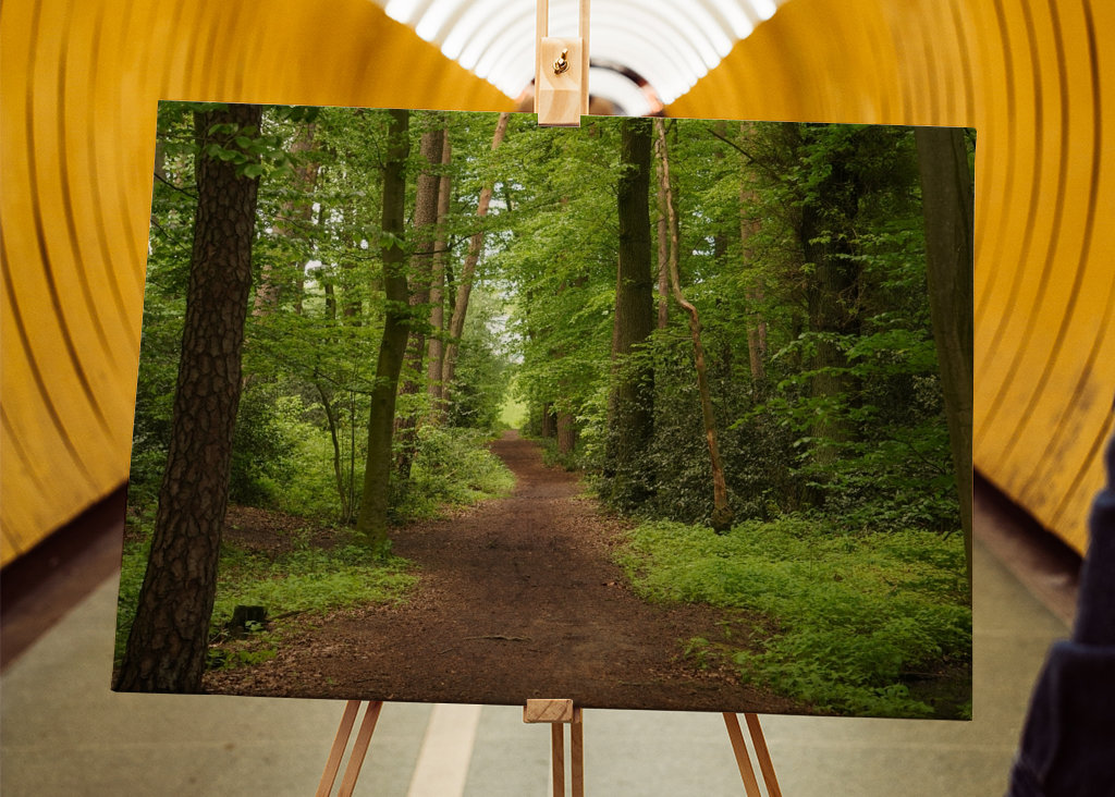 Sendero en un hermoso bosque
