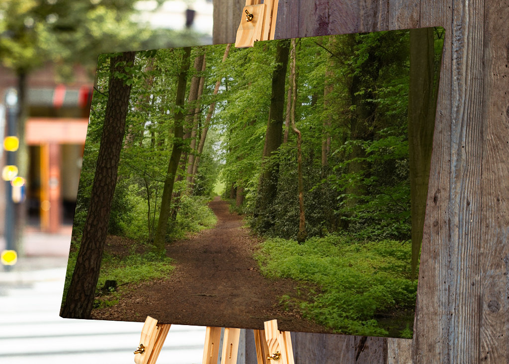 Sendero en un hermoso bosque