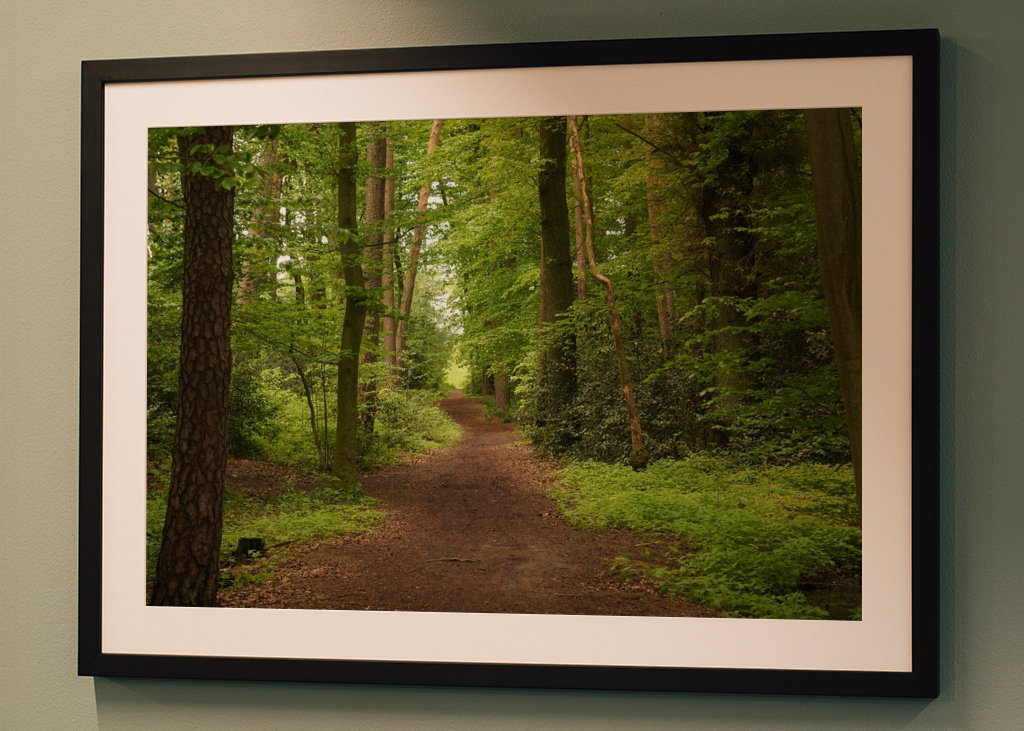 Sendero en un hermoso bosque