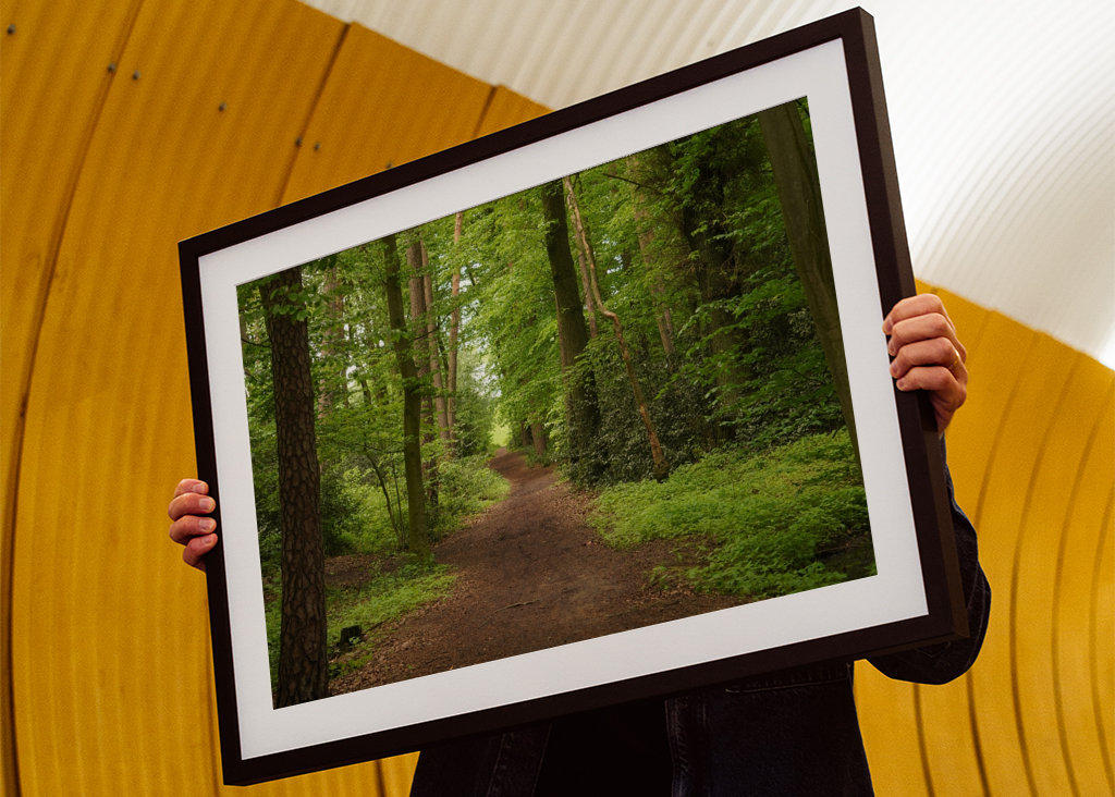 Sendero en un hermoso bosque