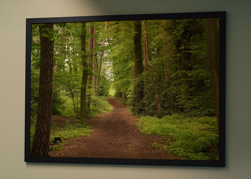 Sendero en un hermoso bosque