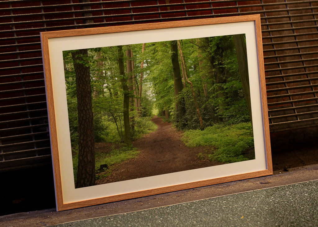 Sendero en un hermoso bosque