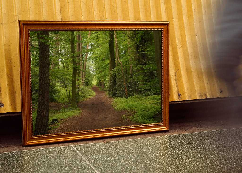 Sendero en un hermoso bosque