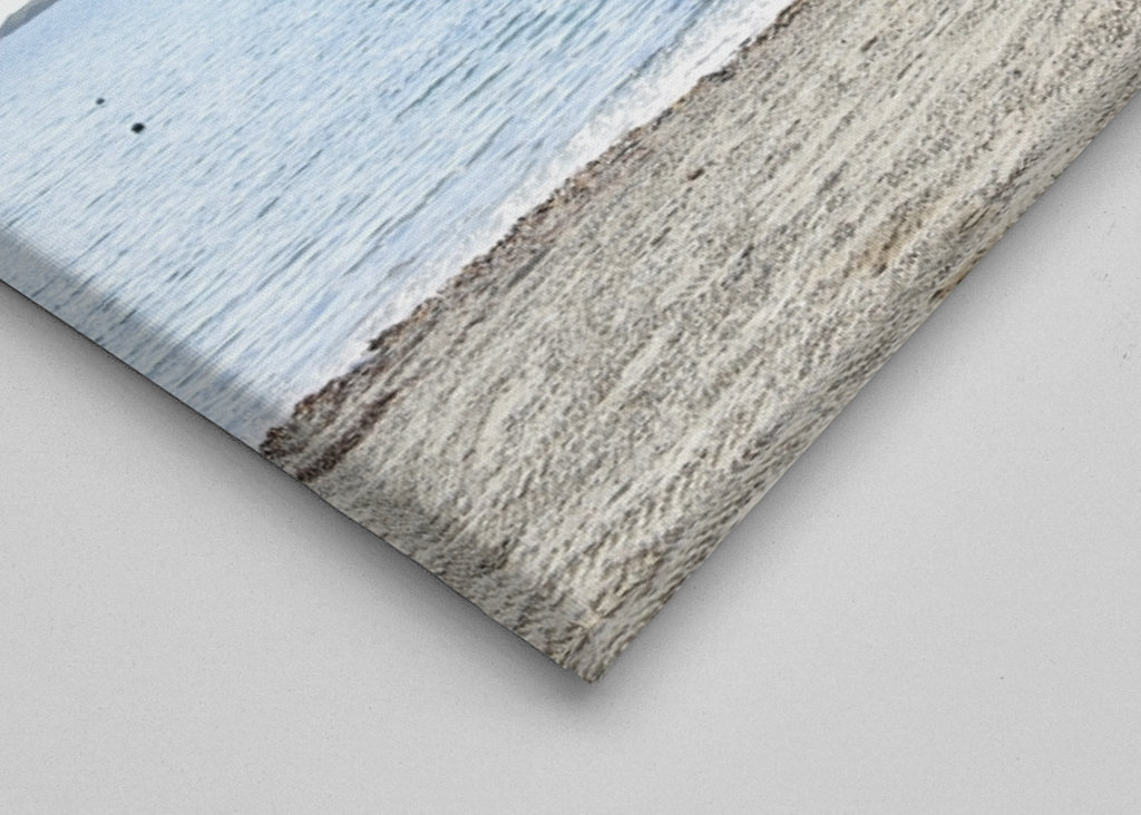 A beautiful tree on the beach 