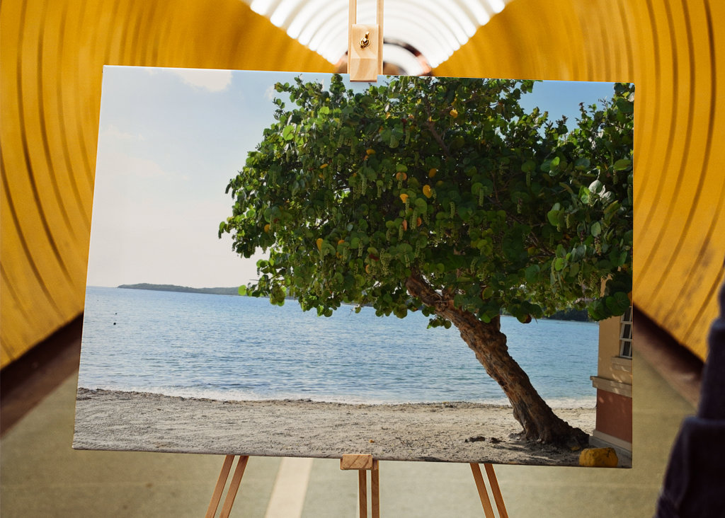 A beautiful tree on the beach 